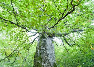 Дядо-Кольовото дърво в село Студена спечели титлата „Дърво с корен 2021” thumbnail