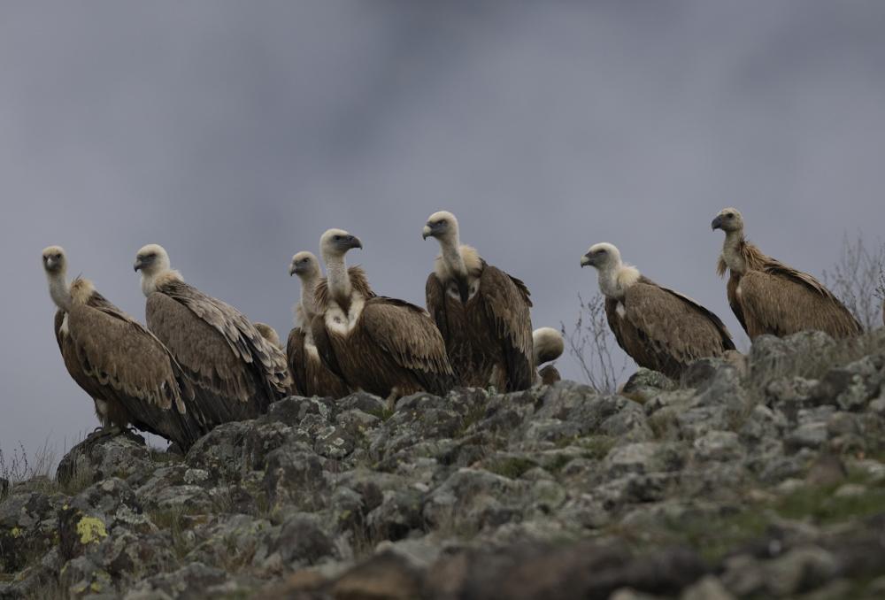 белоглав лешояд