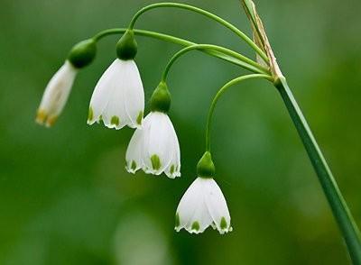 блатно кокиче