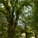 Две вековни дървета са обявени за защитени