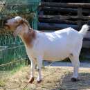 Спасиха две кози, паднали в кладенец във видинско