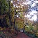 Гората.бг предоставя 500 000 дървета на общини и стопанства, засегнати от пожари