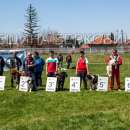 Успехи за берковския клуб „Българско овчарско куче“