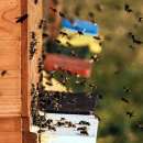 Откраднаха над 200 пчелни пити и 70 пчелни семейства от имот във видинско село