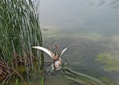 Спасиха три млади лебеда от пресъхнал водоем край Враца