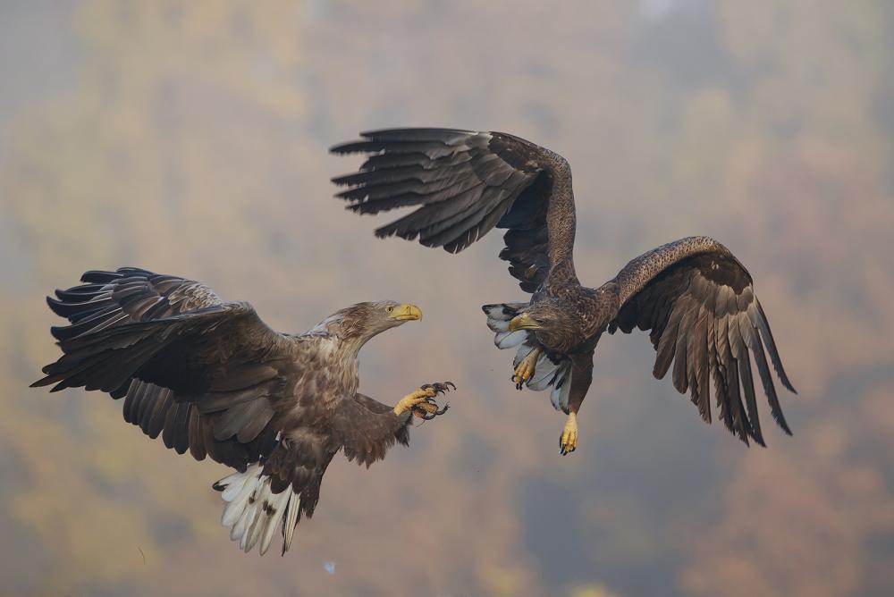 морски орел