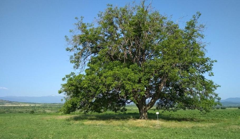 200-годишното орехово дърво 