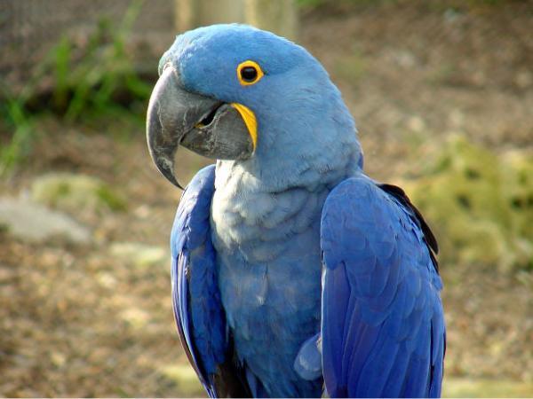 Сини папагали Макао