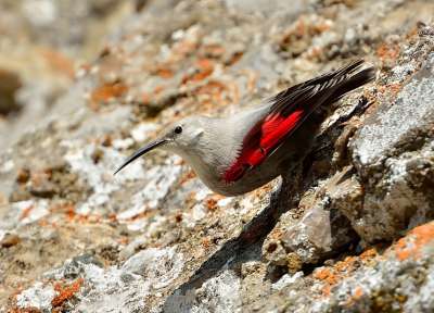 Скалолазка