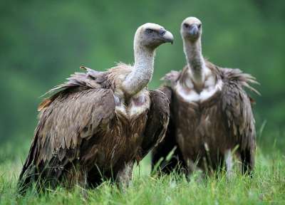 Белоглав лешояд