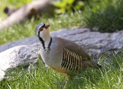 Планински кеклик