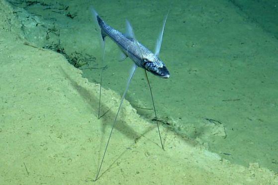 Трикраката" риба е естествената й среда, заснета по време на дълбоководните проучвания на екипа. 