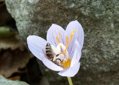 Георги Николов, гр. Варна - трето място