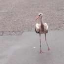 Екип на РИОСВ - Монтана организира акция по спасяване на бедстващ щъркел