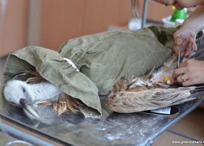 Пострадал белоглав лешояд, приет за лечение в Спасителния център