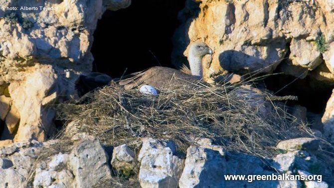 Успешно загнездил белоглав лешояд във Врачански Балкан